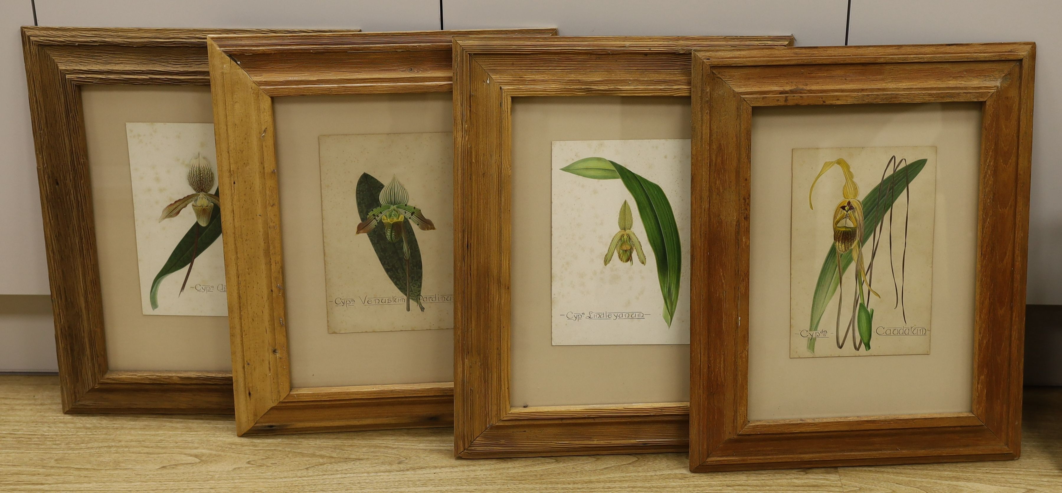 English School c.1900, set of four watercolours, Named studies of orchids, 26 x 18cm